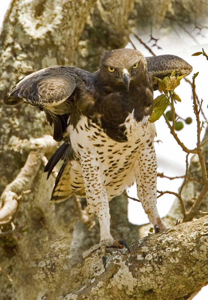 Kenya Martial eagle standing on tree limb